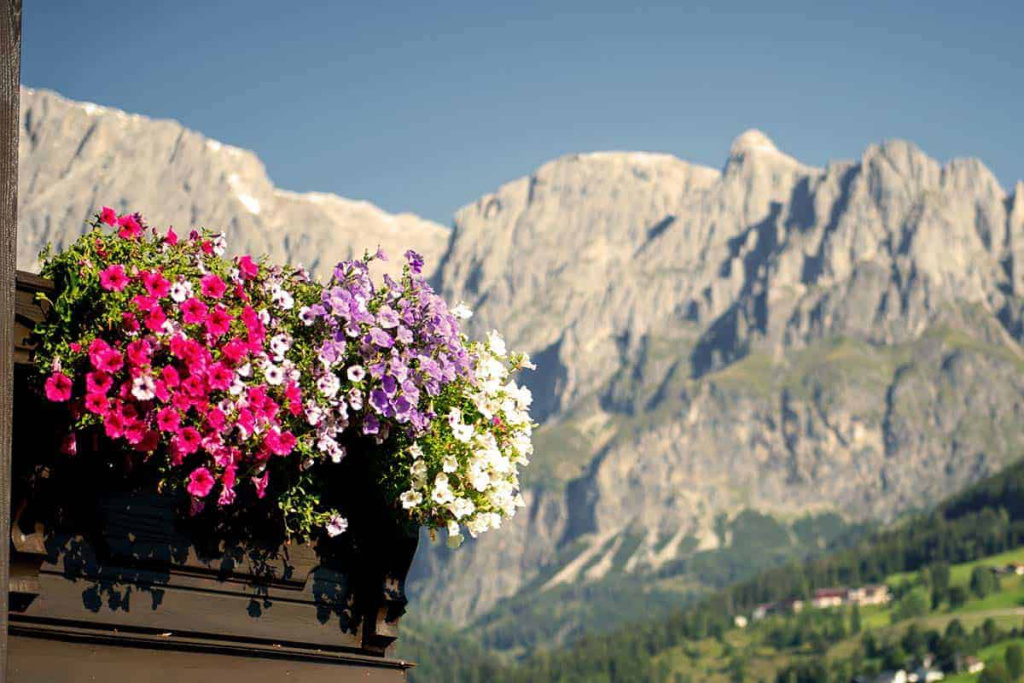 Bunte Blumen vor majestätischen Bergen im Salzburger Land, ideal für Erholung und Aktivurlaub.